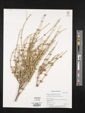 Ephedra californica image
