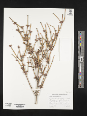 Ephedra californica image