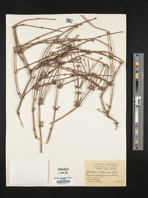 Ephedra californica image