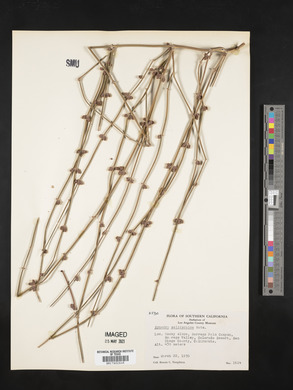 Ephedra californica image