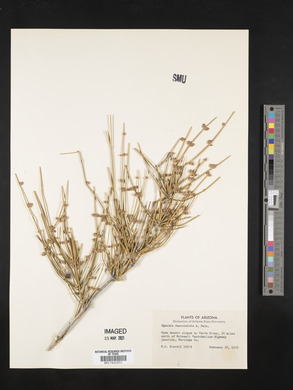 Ephedra fasciculata image