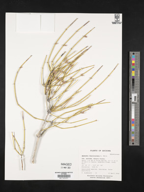 Ephedra fasciculata image