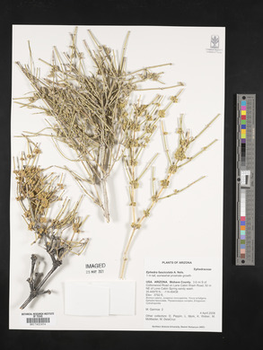 Ephedra fasciculata image