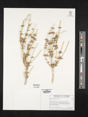 Ephedra fasciculata image