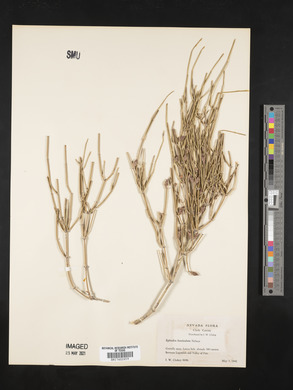 Ephedra fasciculata image