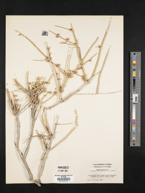 Ephedra funerea image