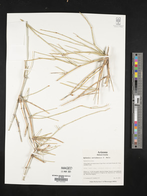 Ephedra nevadensis image