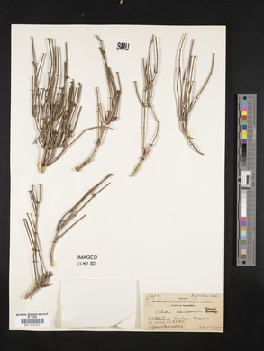 Ephedra nevadensis image