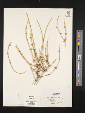 Ephedra nevadensis image