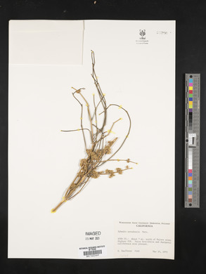 Ephedra nevadensis image