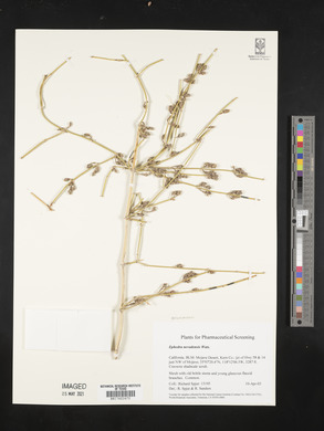 Ephedra nevadensis image