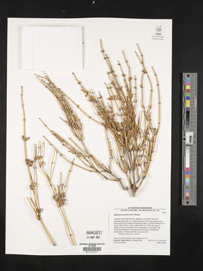 Ephedra nevadensis image