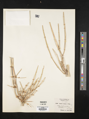 Ephedra nevadensis image