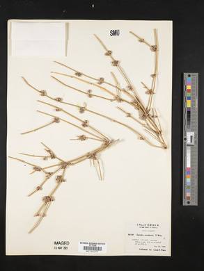 Ephedra nevadensis image