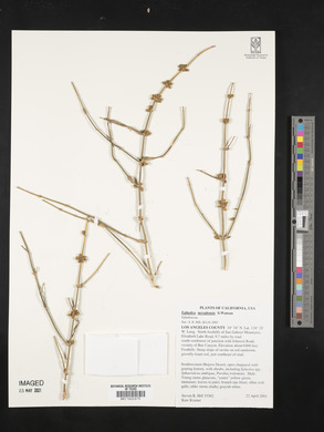 Ephedra nevadensis image