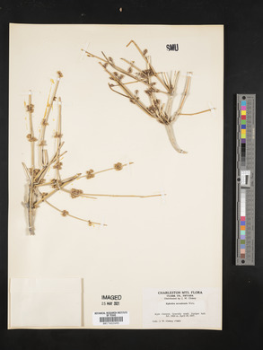 Ephedra nevadensis image