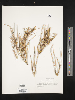Ephedra nevadensis image