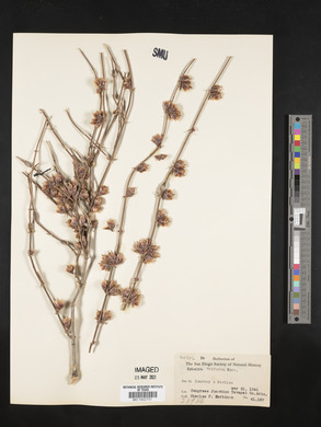 Ephedra trifurca image