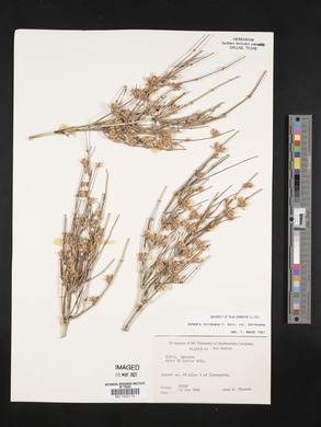 Ephedra torreyana image