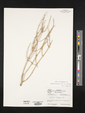 Ephedra torreyana image