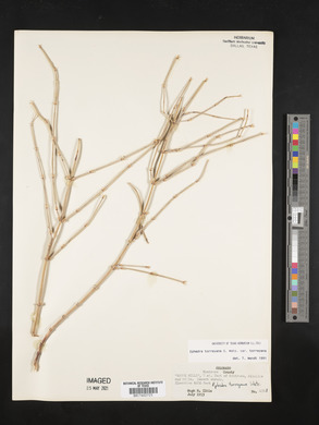 Ephedra torreyana image