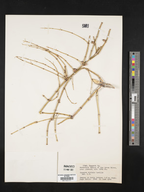 Ephedra viridis image