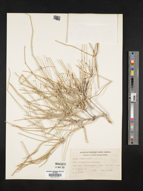 Ephedra viridis image