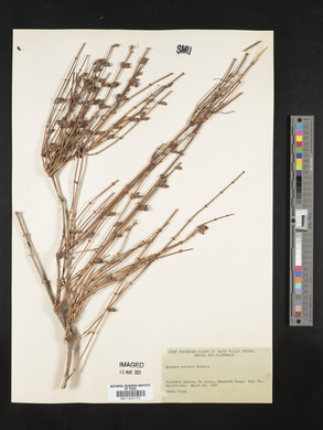 Ephedra viridis image