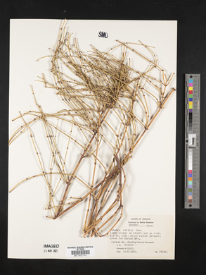 Ephedra viridis image