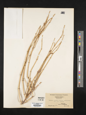 Ephedra viridis image