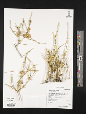 Ephedra viridis image