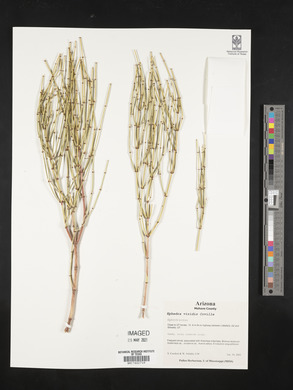 Ephedra viridis image