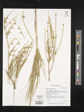 Ephedra viridis image