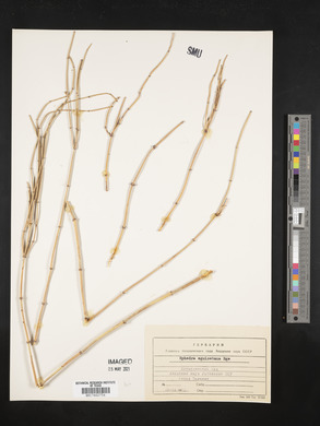 Ephedra equisetina image