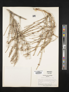 Ephedra intermedia image