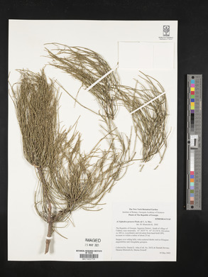 Ephedra major image