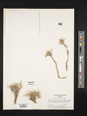 Ephedra regeliana image