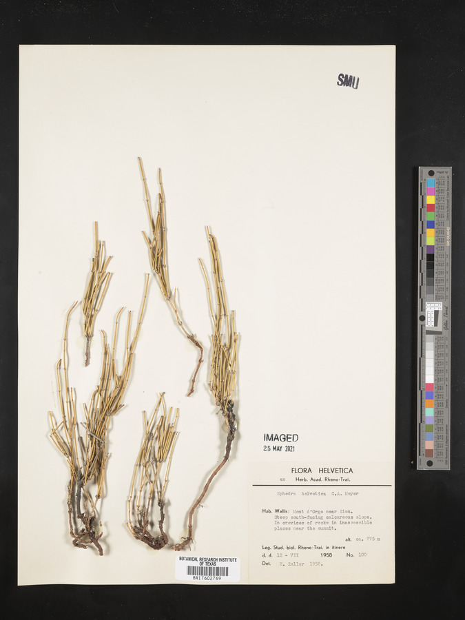 Ephedra distachya subsp. helvetica image