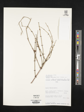 Ephedra americana image