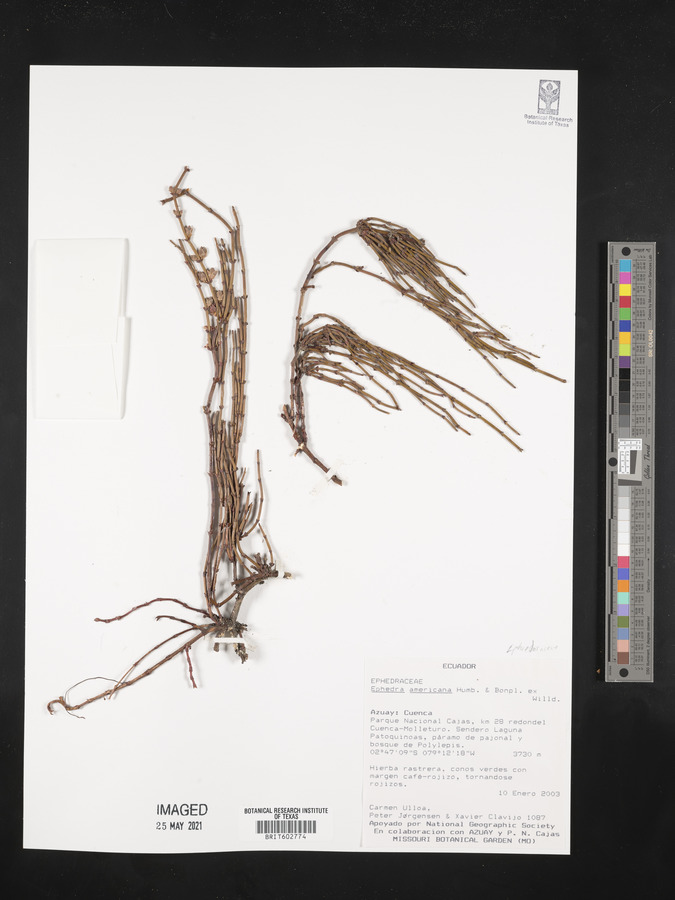 Ephedra americana image