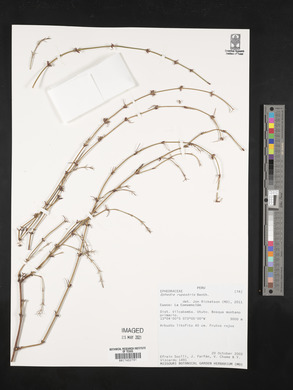 Ephedra rupestris image
