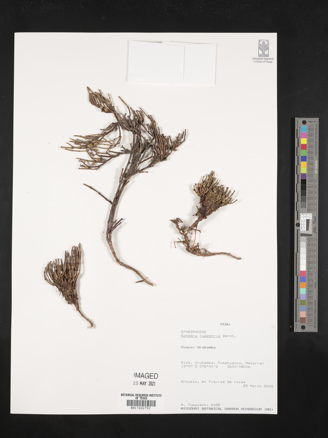 Ephedra rupestris image