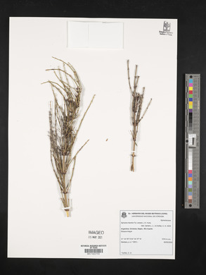 Ephedra triandra image