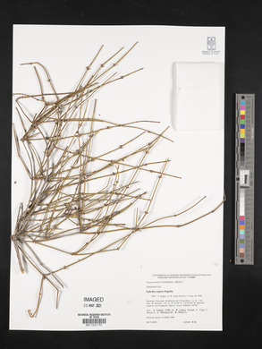 Ephedra aspera image