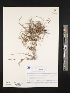 Ephedra californica image