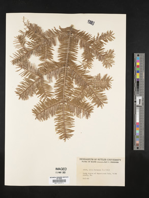 Abies balsamea image
