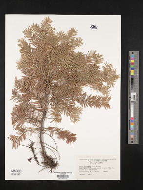 Abies balsamea image