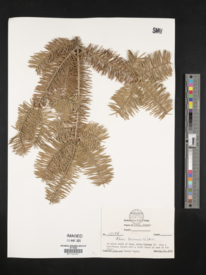 Abies balsamea image