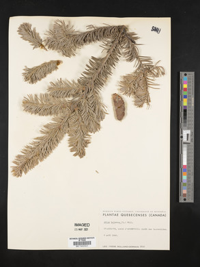 Abies balsamea image