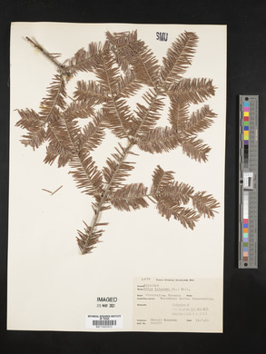 Abies balsamea image